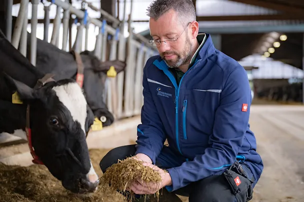 Ein Landwirt hält Futter in der Hand und untersucht die Futterration im Milchkuhstall Ein Landwirt hält Futter in der Hand und untersucht die Futterration im Milchkuhstall