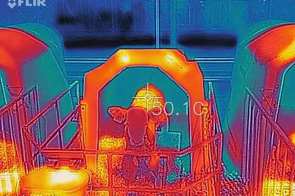 Hitzestress Kalb im Iglu Hitzestress Kalb im Iglu