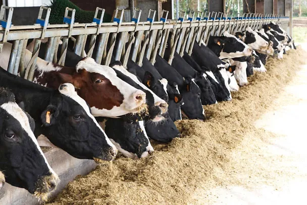 Kühe am Futtertisch