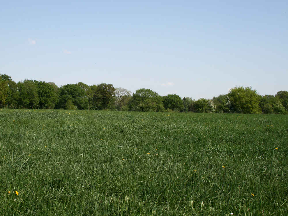 Weide mit Gräsern und Löwenzahn Weide mit Gräsern und Löwenzahn