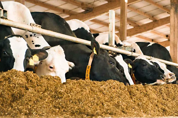 Schwanzbunte Milchkühe am Futtertisch