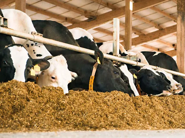 Schwanzbunte Milchkühe am Futtertisch Schwanzbunte Milchkühe am Futtertisch