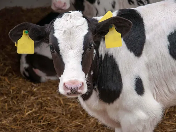 Kalb steht auf Stroh Kalb steht auf Stroh