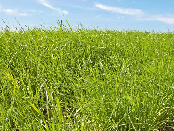 Grünlandaufwuchs Grünlandaufwuchs