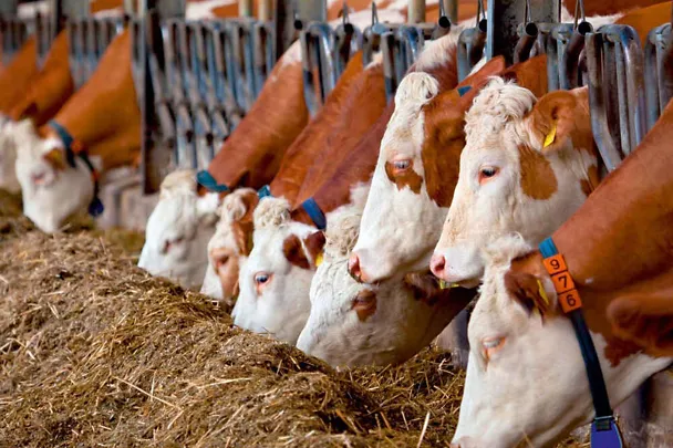 Fleckvieh am Futtertisch