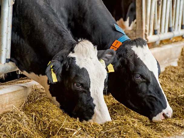 Zwei Milchkühe beim Fressen Zwei Milchkühe beim Fressen