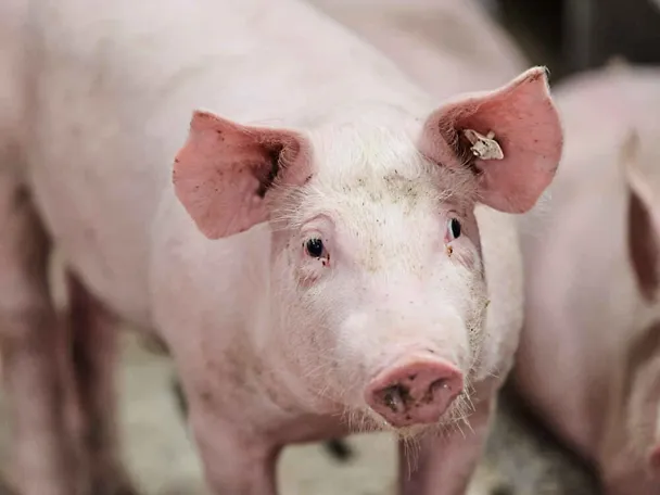 Portrait eines Schweins Portrait eines Schweins