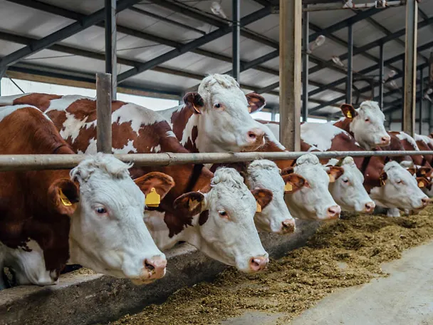 Fleckviehkühe am Futtertisch eines Kuhstalls Fleckviehkühe am Futtertisch eines Kuhstalls