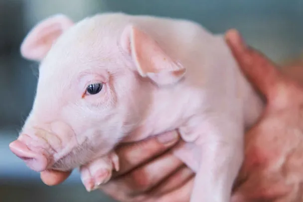 Ferkel in einer menschlichen Hand