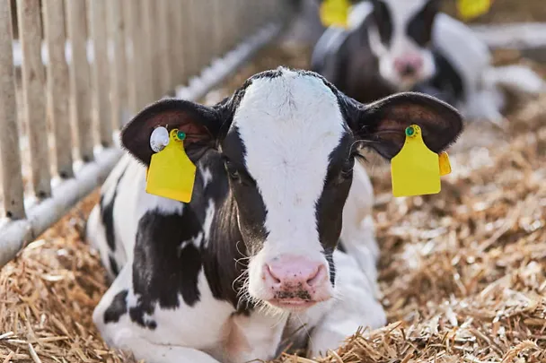 Zwei Kälber liegen im Stroh Zwei Kälber liegen im Stroh