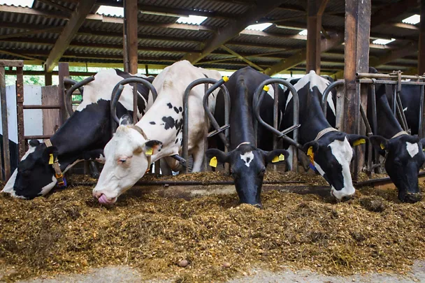 Schwarzbunte Milchkühe am Futtertisch