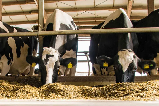 Kühe am Futtertisch