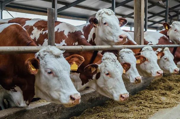 Fleckviehmilchvieh am Futtertisch Fleckviehmilchvieh am Futtertisch