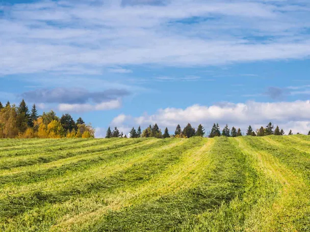 Gemähtes Gras auf einem Feld in Schwaden Gemähtes Gras auf einem Feld in Schwaden