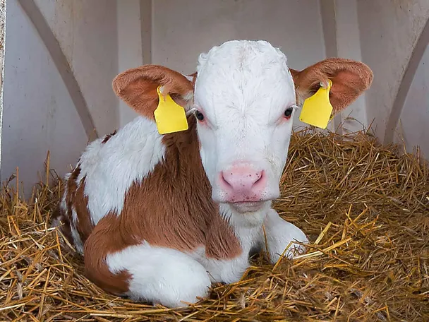 Fleckvieh-Kalb im Kälberiglu Fleckvieh-Kalb im Kälberiglu