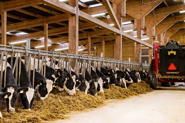 Kuhstall mit Kühen und Futtermischwagen