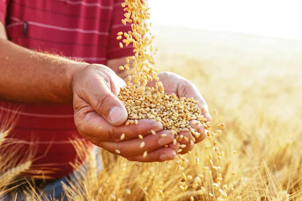 Mann hält Getreidekörner im Getreidefeld Mann hält Getreidekörner im Getreidefeld