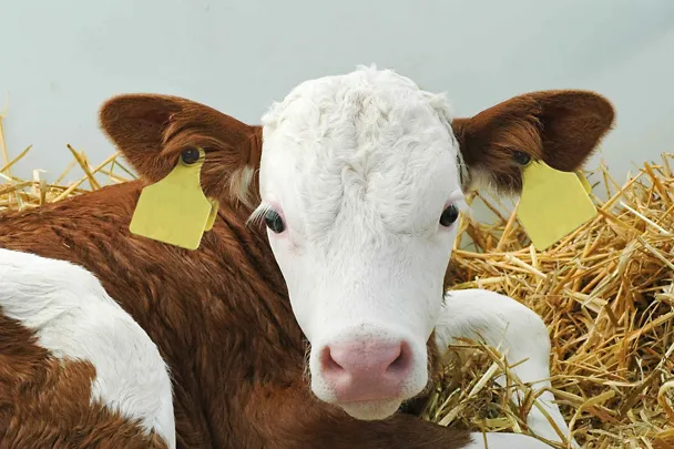 Fleckvieh-Kalb im Stroh