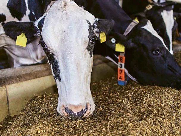 Zwei Holstein-Frisian beim Fressen Zwei Holstein-Frisian beim Fressen