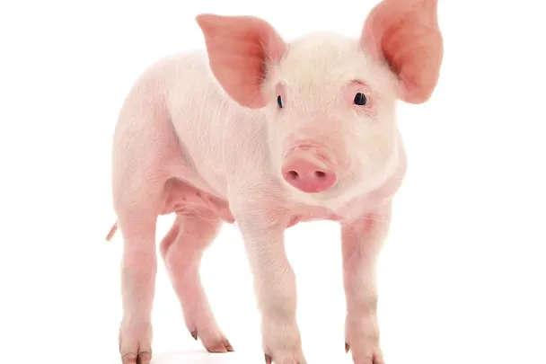 Ferkel vor weißem Hintergrund
