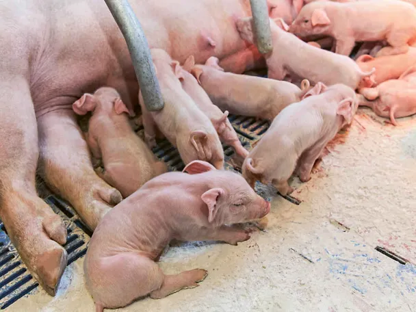 Ferkel und ihre säugende Muttersau