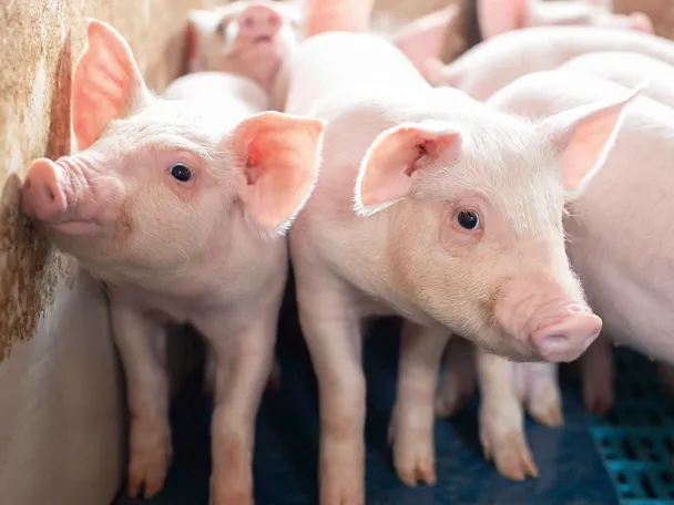 Absetzferkel in einem Stall