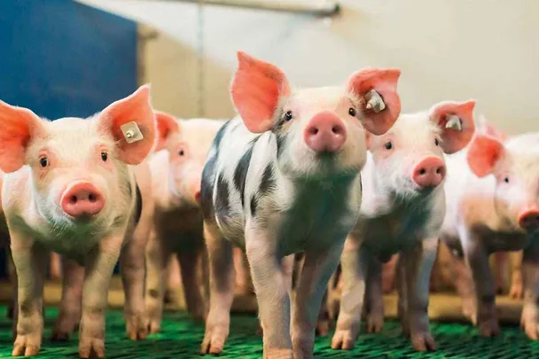 SCHAUMA PRO TAB sorgt für Fitness bei Absatzferkeln