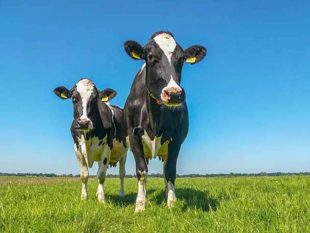 Zwei Milchkühe im Sommer auf der Weide Zwei Milchkühe im Sommer auf der Weide