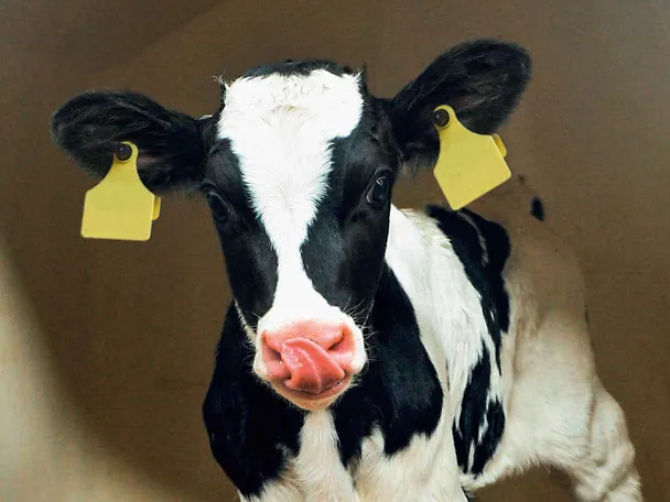 Ein Kalb zeigt seine Zunge Ein Kalb zeigt seine Zunge