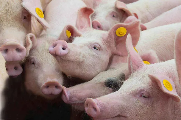 Eine Gruppe von Ferkeln steht zusammen 