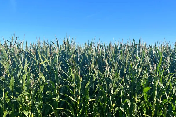 Maisbestand vor der Ernte Maisbestand vor der Ernte