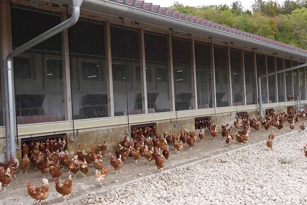 Legehennen des Klosterguts Neresheims