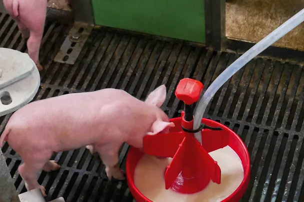 Ferkelbeifütterung mit der BI-LACTAL-BAR Ferkelbeifütterung mit der BI-LACTAL-BAR