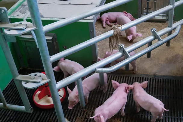 Ferkel an der BI-LACTAL-NAR Ferkel an der BI-LACTAL-NAR