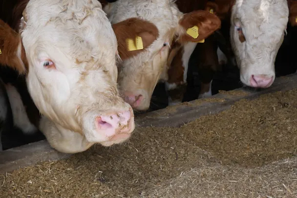 Bullen am Futtertisch Bullen am Futtertisch