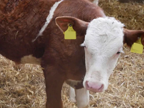 Kalb in der Fresseraufzucht Kalb in der Fresseraufzucht