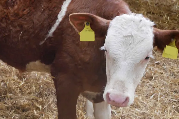 Fleckviehkalb Fleckviehkalb