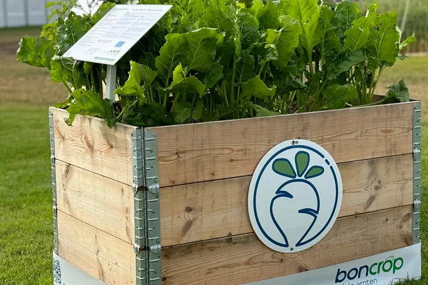 Hochbeet Zuckerrübe