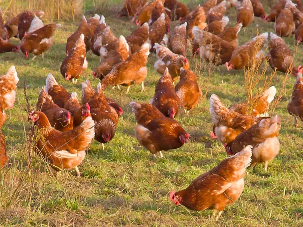 Legehennen in Freilandhaltung picken Gras