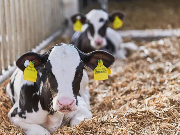 Käber im Stroh auf Gut Hülsenberg
