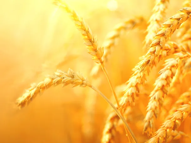 Weizenähren im Sonnenlicht