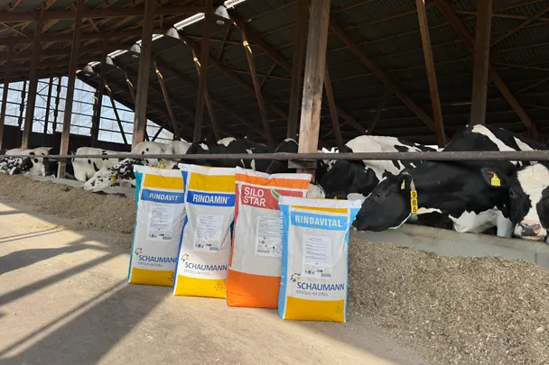 Vier SCHAUMANN-Produkte für Rinder für die heißen Monate