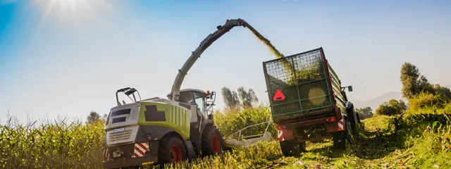 Maisernte mit Maishäcksler und Ladewagen