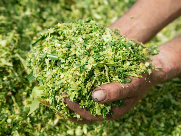 Hände greifen in Maissilage