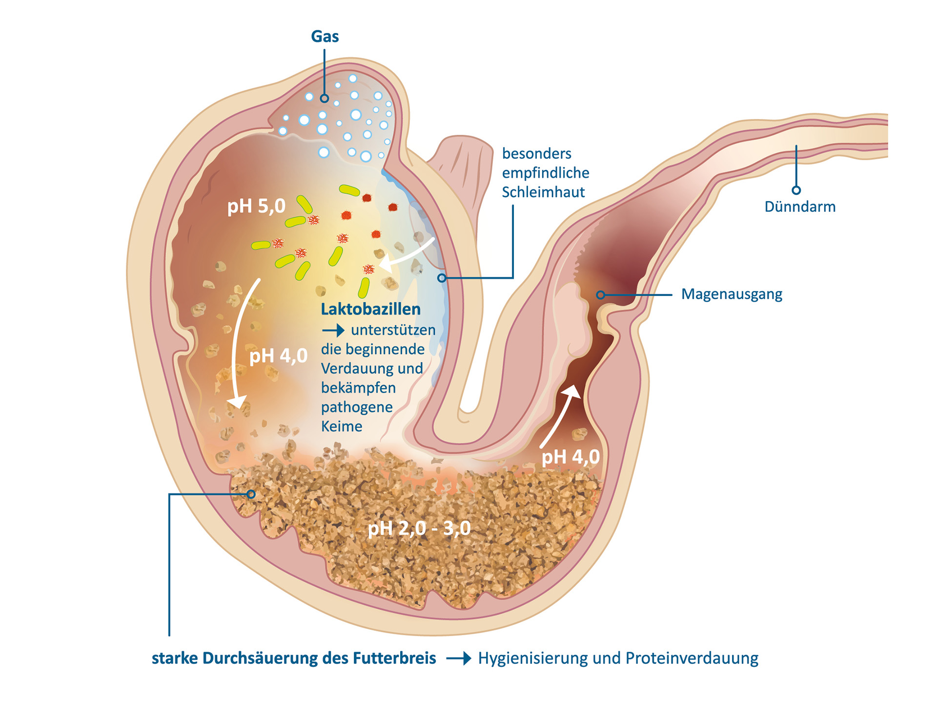 Grafik: Verdauungsprozesse im Schweinemagen mit grober Futterstruktur