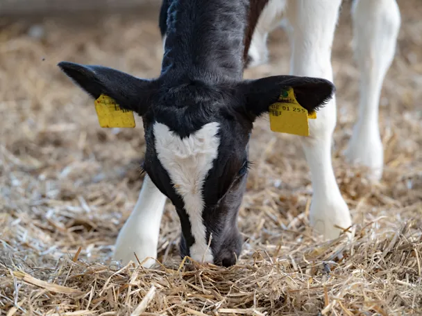 Ein Kalb im Strohstall Ein Kalb im Strohstall